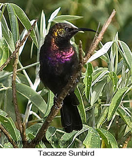 Tacazze Sunbird - © James F Wittenberger and Exotic Birding LLC