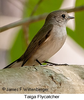 Taiga Flycatcher - © James F Wittenberger and Exotic Birding LLC