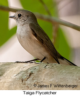 Taiga Flycatcher - © James F Wittenberger and Exotic Birding LLC