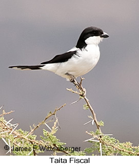 Taita Fiscal - © James F Wittenberger and Exotic Birding LLC