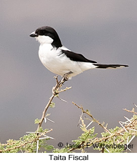 Taita Fiscal - © James F Wittenberger and Exotic Birding LLC Taita Fiscal - © James F Wittenberger and Exotic Birding LLC