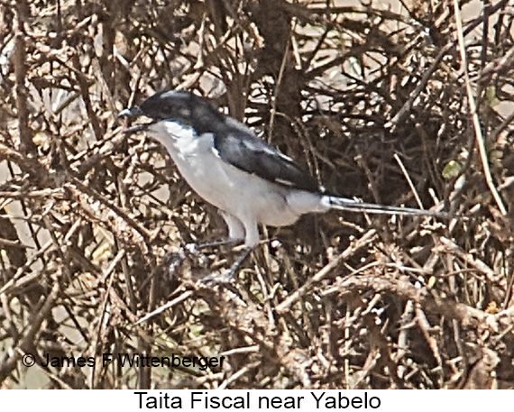 Taita Fiscal - © The Photographer and Exotic Birding LLC