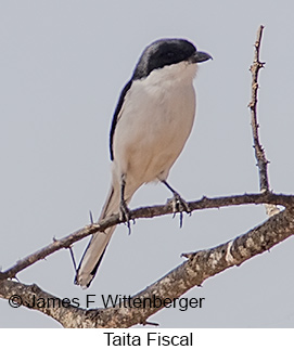 Taita Fiscal - © James F Wittenberger and Exotic Birding LLC Taita Fiscal - © James F Wittenberger and Exotic Birding LLC