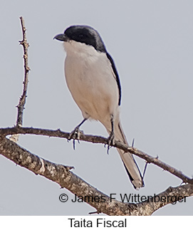 Taita Fiscal - © James F Wittenberger and Exotic Birding LLC Taita Fiscal - © James F Wittenberger and Exotic Birding LLC