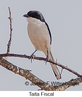 Taita Fiscal - © James F Wittenberger and Exotic Birding LLC