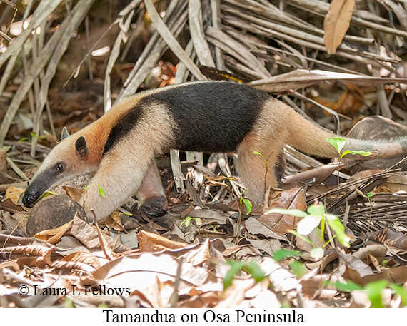 Tamandua - © James F Wittenberger and Exotic Birding LLC