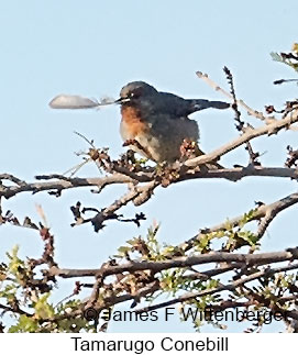 Tamarugo Conebill - © James F Wittenberger and Exotic Birding LLC Tamarugo Conebill - © James F Wittenberger and Exotic Birding LLC