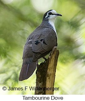 Tambourine Dove - © James F Wittenberger and Exotic Birding LLC Tambourine Dove - © James F Wittenberger and Exotic Birding LLC