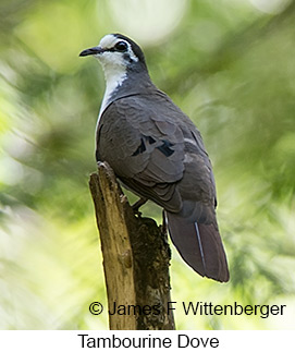 Tambourine Dove - © James F Wittenberger and Exotic Birding LLC Tambourine Dove - © James F Wittenberger and Exotic Birding LLC