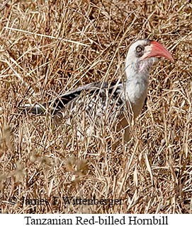 Tanzanian Red-billed Hornbill - © James F Wittenberger and Exotic Birding LLC Tanzanian Red-billed Hornbill - © James F Wittenberger and Exotic Birding LLC