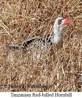 Tanzanian Red-billed Hornbill - © James F Wittenberger and Exotic Birding LLC