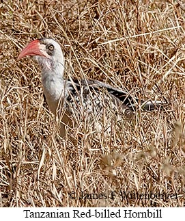 Tanzanian Red-billed Hornbill - © James F Wittenberger and Exotic Birding LLC