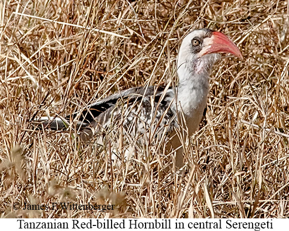 Tanzanian Red-billed Hornbill - © James F Wittenberger and Exotic Birding LLC