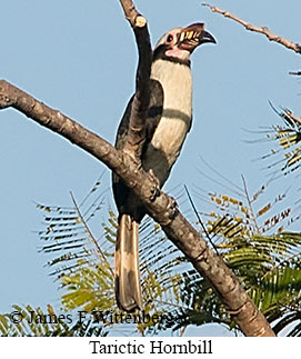 Visayan Hornbill - &copy; James F Wittenberger and Exotic Birding LLC