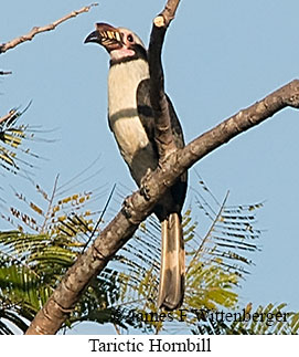 Visayan Hornbill - © James F Wittenberger and Exotic Birding LLC