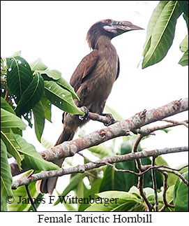 Visayan Hornbill - © James F Wittenberger and Exotic Birding LLC