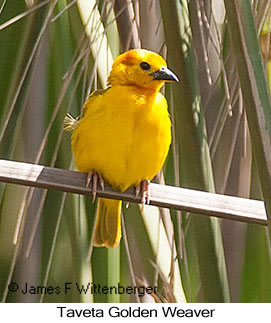 Taveta Golden-Weaver - © James F Wittenberger and Exotic Birding LLC Taveta Golden-Weaver - © James F Wittenberger and Exotic Birding LLC