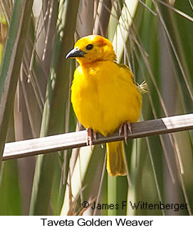Taveta Golden-Weaver - © James F Wittenberger and Exotic Birding LLC