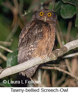 Tawny-bellied Screech-Owl - © Laura L Fellows and Exotic Birding LLC Tawny-bellied Screech-Owl - © Laura L Fellows and Exotic Birding LLC