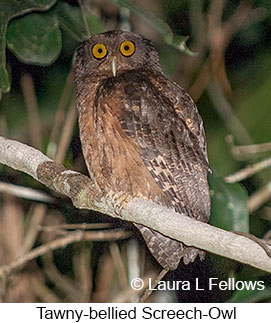 Tawny-bellied Screech-Owl - © Laura L Fellows and Exotic Birding LLC