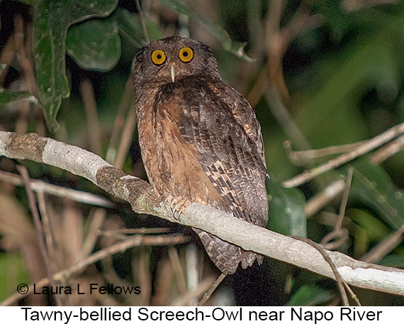 Tawny-bellied Screech-Owl - © Laura L Fellows and Exotic Birding LLC