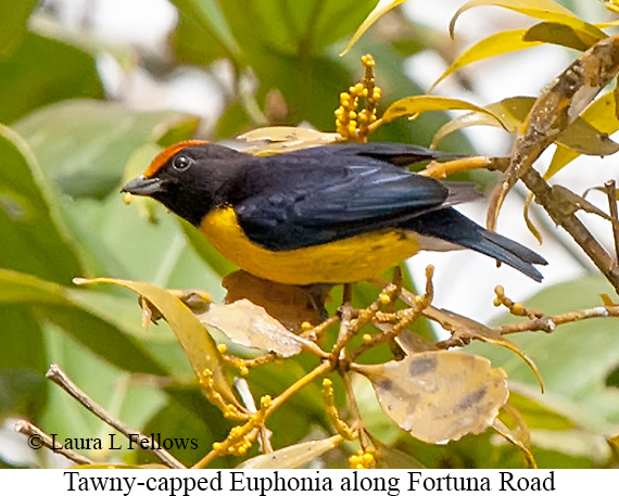 Tawny-capped Euphonia - © Laura L Fellows and Exotic Birding LLC