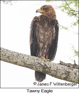 Tawny Eagle - © James F Wittenberger and Exotic Birding LLC