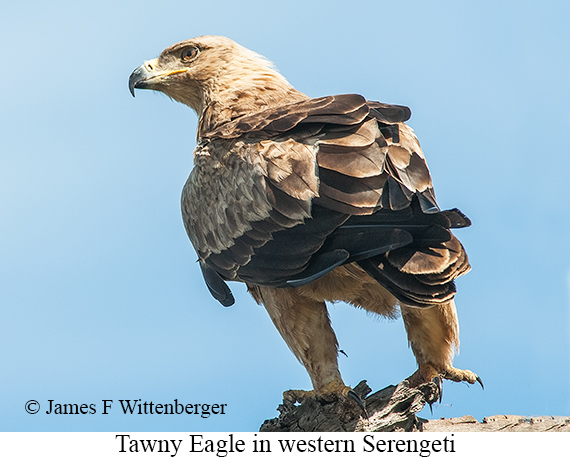 Tawny Eagle - © James F Wittenberger and Exotic Birding LLC