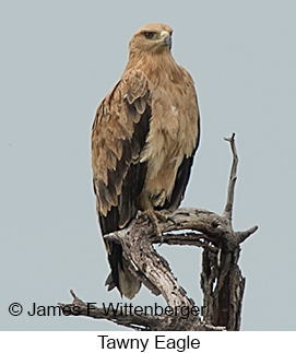 Tawny Eagle - © James F Wittenberger and Exotic Birding LLC