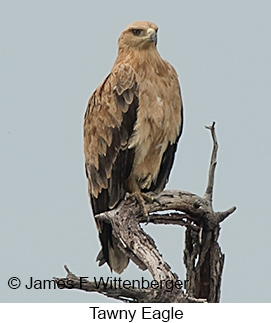 Tawny Eagle - © James F Wittenberger and Exotic Birding LLC Tawny Eagle - © James F Wittenberger and Exotic Birding LLC
