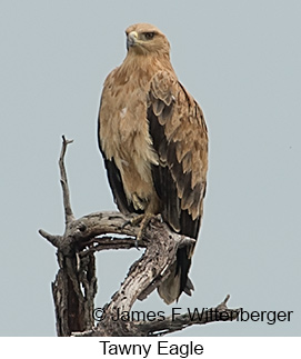 Tawny Eagle - © James F Wittenberger and Exotic Birding LLC