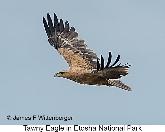 Tawny Eagle - © James F Wittenberger and Exotic Birding LLC