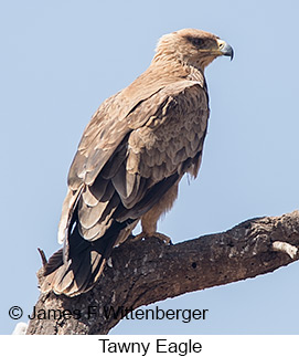 Tawny Eagle - © James F Wittenberger and Exotic Birding LLC