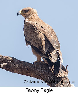 Tawny Eagle - &copy; James F Wittenberger and Exotic Birding LLC