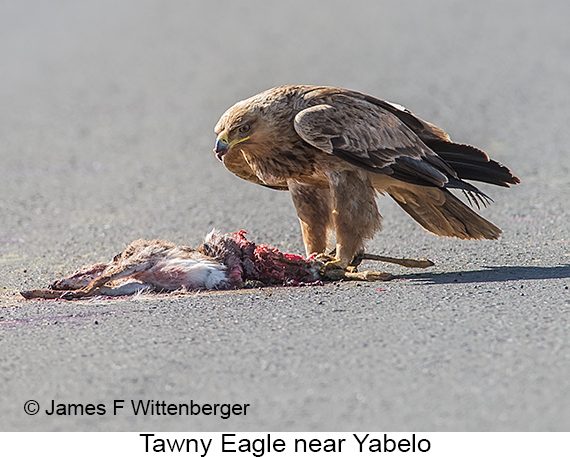 Tawny Eagle - © James F Wittenberger and Exotic Birding LLC