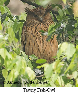 Tawny Fish-Owl - © James F Wittenberger and Exotic Birding LLC
