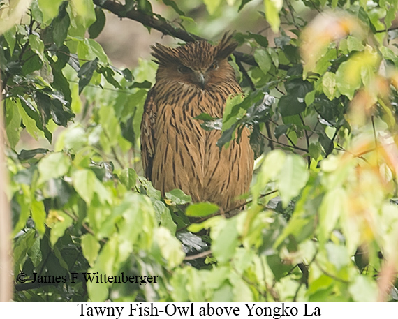 Tawny Fish-Owl - © James F Wittenberger and Exotic Birding LLC