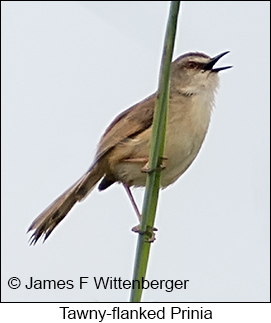 Tawny-flanked Prinia - © James F Wittenberger and Exotic Birding LLC Tawny-flanked Prinia - © James F Wittenberger and Exotic Birding LLC