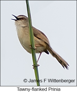 Tawny-flanked Prinia - © James F Wittenberger and Exotic Birding LLC