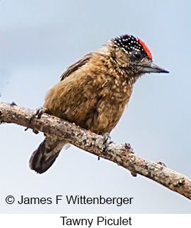 Tawny Piculet - © James F Wittenberger and Exotic Birding LLC