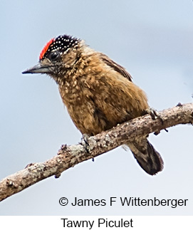 Tawny Piculet - © James F Wittenberger and Exotic Birding LLC Tawny Piculet - © James F Wittenberger and Exotic Birding LLC