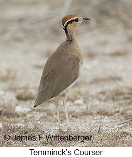 Temminck's Courser - © James F Wittenberger and Exotic Birding LLC Temminck's Courser - © James F Wittenberger and Exotic Birding LLC