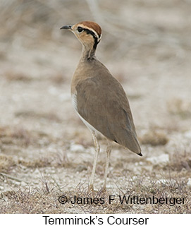 Temminck's Courser - © James F Wittenberger and Exotic Birding LLC