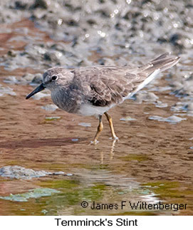 Temminck's Stint - &copy; James F Wittenberger and Exotic Birding LLC