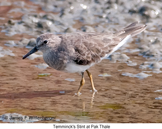 Temminck's Stint - © James F Wittenberger and Exotic Birding LLC