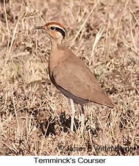 Temminck's Courser - © James F Wittenberger and Exotic Birding LLC Temminck's Courser - © James F Wittenberger and Exotic Birding LLC