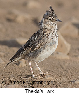 Thekla's Lark - © James F Wittenberger and Exotic Birding LLC