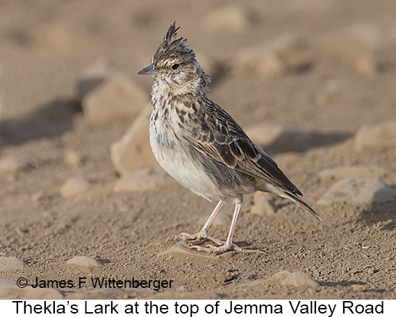 Thekla's Lark - © James F Wittenberger and Exotic Birding LLC