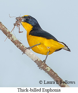 Thick-billed Euphonia - © Laura L Fellows and Exotic Birding LLC