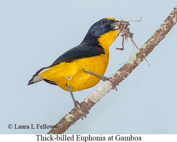 Thick-billed Euphonia - © Laura L Fellows and Exotic Birding LLC